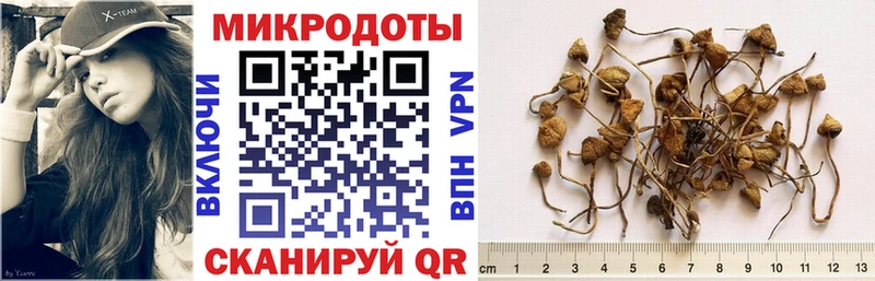 Псилоцибиновые грибы Psilocybine cubensis  omg как зайти  Звенигород 